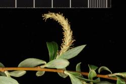 Salix ×fragilis f. vitellina. Male catkin.
 Image: D. Glenny © Landcare Research 2020 CC BY 4.0